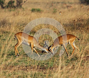 Ugandan Kobs Sparring on the Savanna