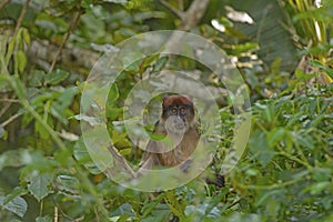 Ugandan Red Colobus in the Jungle