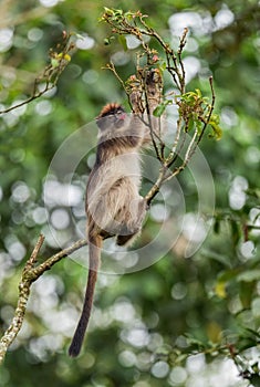 Ugandan Red Colobus - Piliocolobus tephrosceles