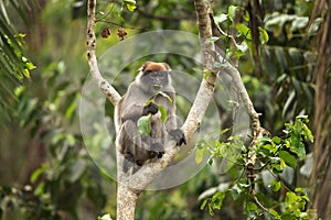 Ugandan red colobus, piliocolobus tephrosceles, ashy red colobus, Uganda