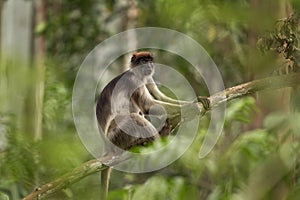 Ugandan red colobus, piliocolobus tephrosceles, ashy red colobus, Uganda