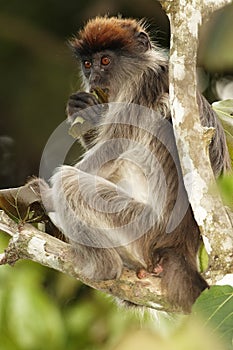 Ugandan Red Colobus Piliocolobus tephrosceles sitting on a branch with leaves rolled up in his mouth