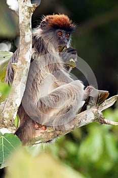 The Ugandan red colobus Procolobus tephrosceles sitting on a branch with a leaf in his hand
