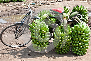 Řasenka kolo naložený plantejny. vaření banány jsou těžký zatížení na kolo v 