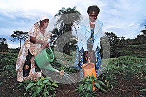 Ugandan women work in vegetable production