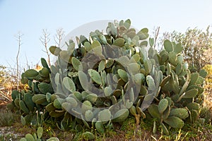 ÃÂuge green cactus against the blue photo