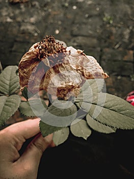 Ughly after beauty rose that ignored