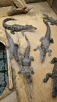 Ugly Alligators waiting to pouch on you