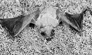 Ugly bat. Dummy of wild bat on grass. Wild nature. Forelimbs adapted as wings. Mammals naturally capable of true and