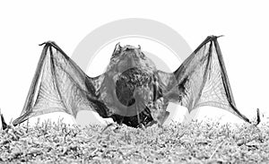 Ugly bat. Wild nature. Forelimbs adapted as wings. Mammals naturally capable of true and sustained flight. Bat emit