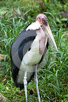 Ugly Bird: The Marabou Stork