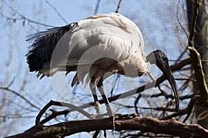 Ugly bird with a very long beak - Australian Ibis