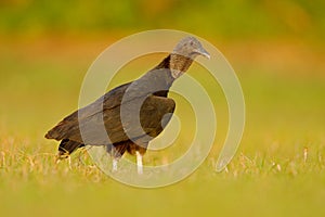 Ugly black bird Black Vulture, Coragyps atratus, sitting in the green grass, Pantanal, Brazil photo