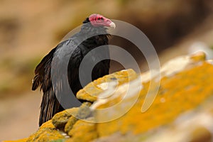 Ugly black bird Turkey vulture, Cathartes aura, sittin on yellow moss stone, Falkland Isllands