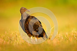 Ugly black bird Black Vulture, Coragyps atratus, sitting in the green grass, Pantanal, Brazil.