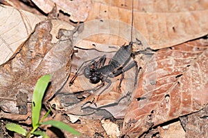 Ugly black whip scorpion in Borneo photo