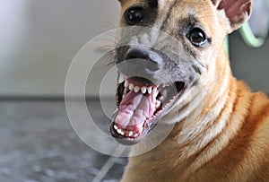 The ugly brown dog smile and grin with blur background