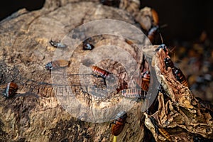 Ugly brown insects that loathe cockroaches walking on the trunk, trees