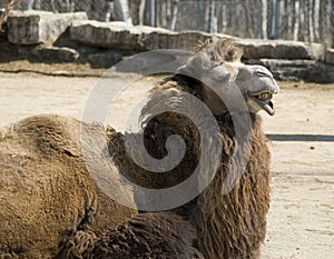 Ugly Camel