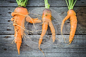 Ugly carrot on barn wood