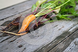 Ugly carrot and beetroot