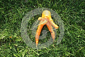Ugly carrot on the grass. Large ripe carrots in the garden