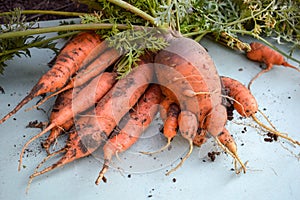 Ugly carrot vegetable. Strange funny-shaped carrot with tops on a light background. Vegetable crop concept