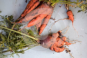 Ugly carrot vegetable. Strange funny-shaped carrot with tops on a light background. Vegetable crop concept