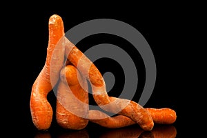 Ugly carrots on a black table with reflection.  Odd shaped vegetables