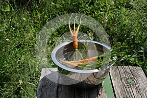 Ugly carrots grown in the garden. Vegetables abnormal shape in metal basin. Potential food organic waste