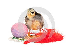 ugly chick, egg and feather