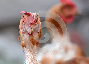 Ugly chicken looking at camera