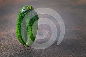 Ugly cucumber on brown. Concept organic vegetables. Copy space
