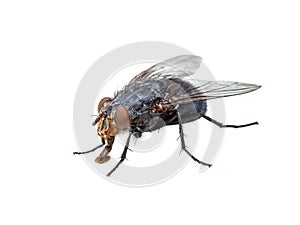 Ugly Diptera Fly Insect Isolated on White