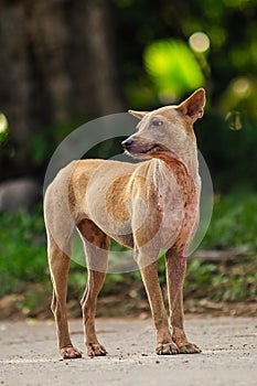 Ugly dog standing on the asphalt road