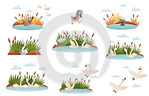 Ugly duckling fairy tale. Lonely duckling finding new family cartoon vector illustration