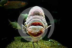 Ugly fish