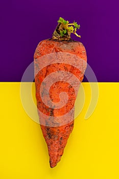 Ugly food.Deformed organic carrot on bright yellow and violet duotone background.Misshapen produce,food waste flatlay