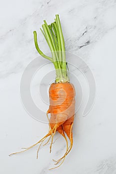 Ugly fresh carrot with green leaves top view on light background. ugly vegetables concept. Healthy food concept