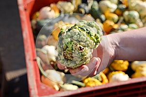 Ugly Green Squash Vegetable