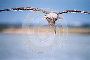 An Ugly Gull in Flight without full tail feathers over the San Diego Bay, San Diego, California