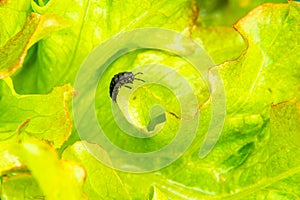 ugly larva crawls on lettuce leave in search of food for development and transformation into carrion beetle or Silphidae