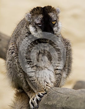 The ugly lemur