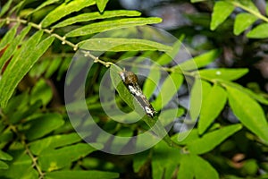 The ugly little insect is the predecessor of that beautiful swallowtail butterfly!