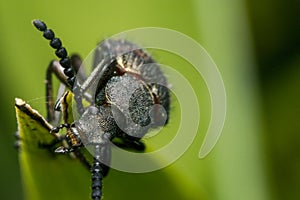 Ugly long horn bug on a leaf