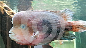 Ugly-looking fish