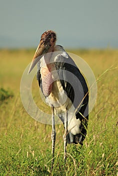 An ugly Marabou Stork