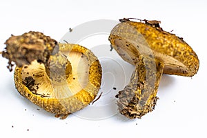 Ugly milk-cap (Lactarius Turpis) on white