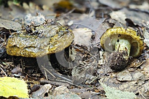 The Ugly Milkcap Lactarius turpis is a poisonous mushroom