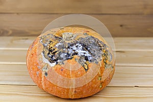 Ugly mold pumpkin on a light background